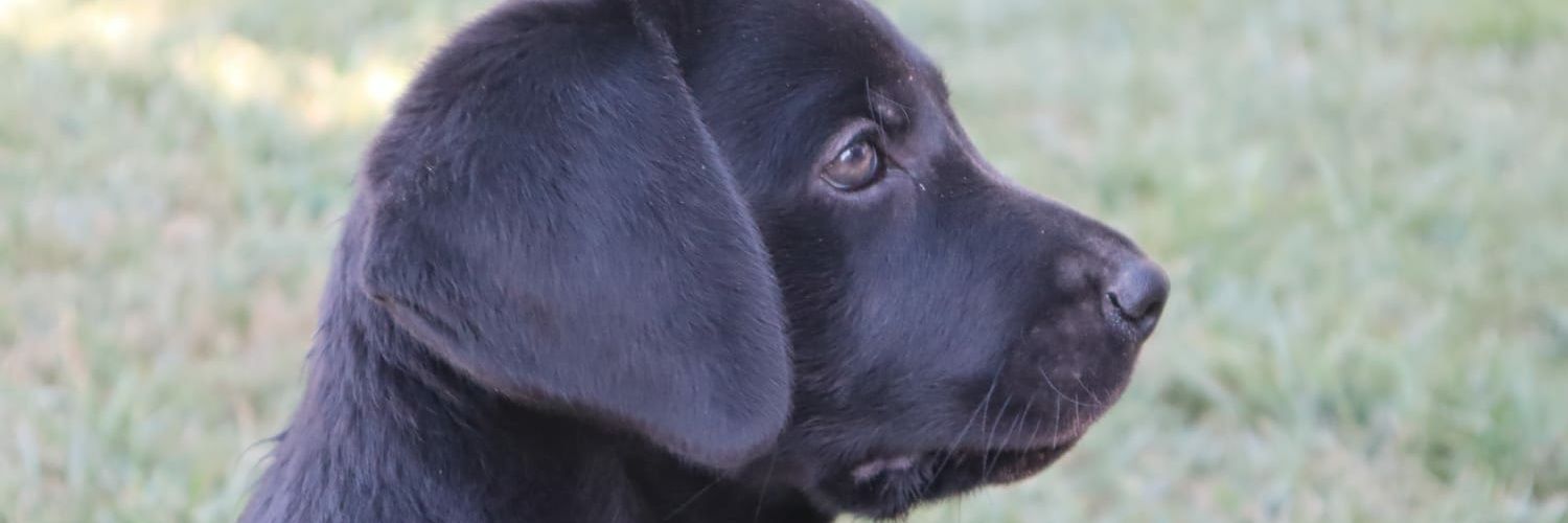 Tomeeu97's profile banner image