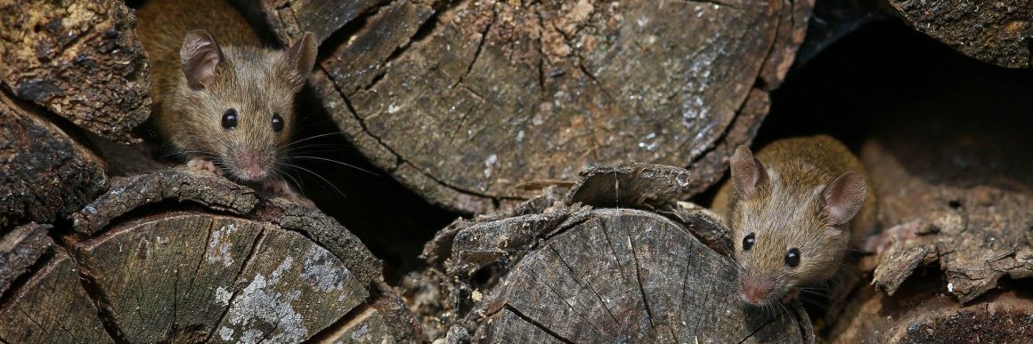 маленькая мышь в уютной норке banner