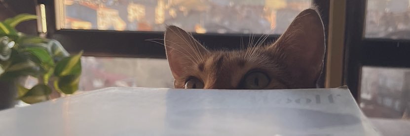 Çisel Aktimur banner