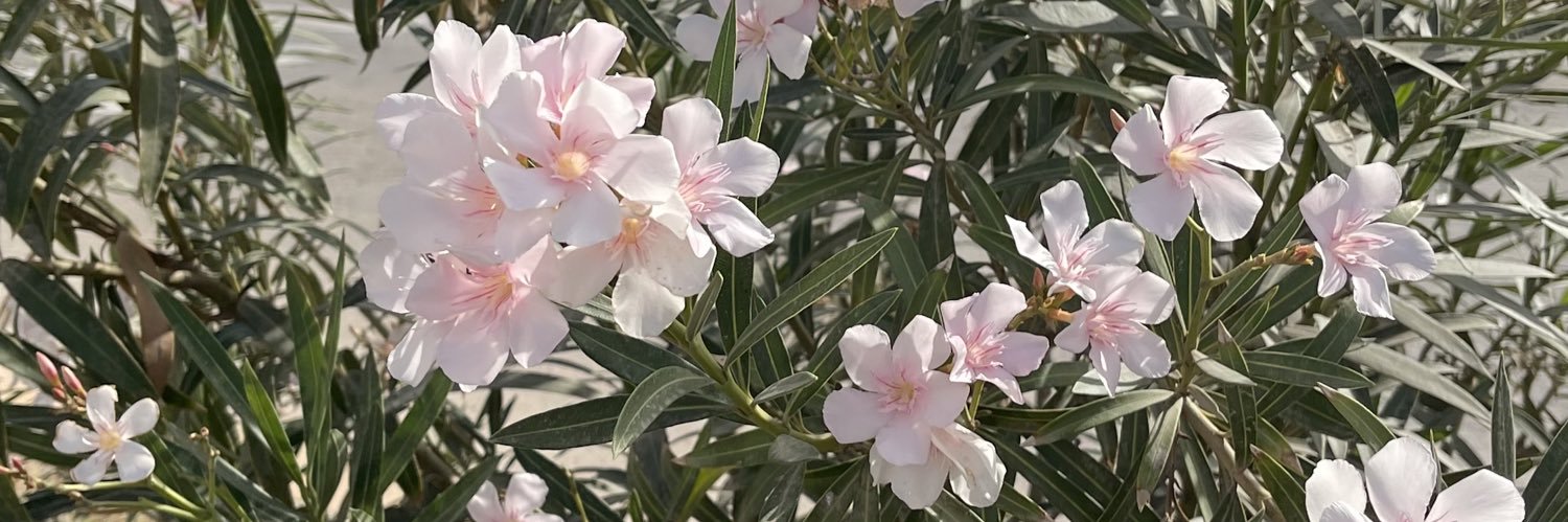 سارة banner
