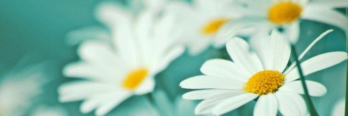 NoeCheerry's profile banner image