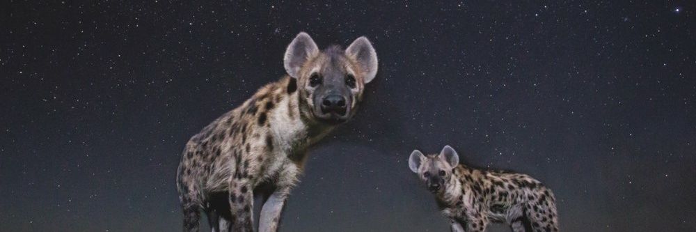 HeckingHound's profile banner image