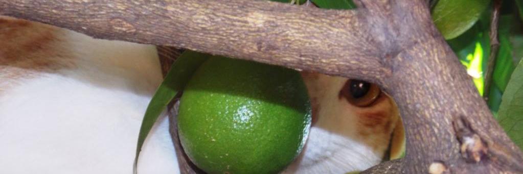 Virginia Marques banner