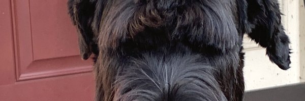 cribbone Profile Banner