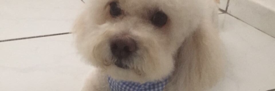 ScotyPel's profile banner image