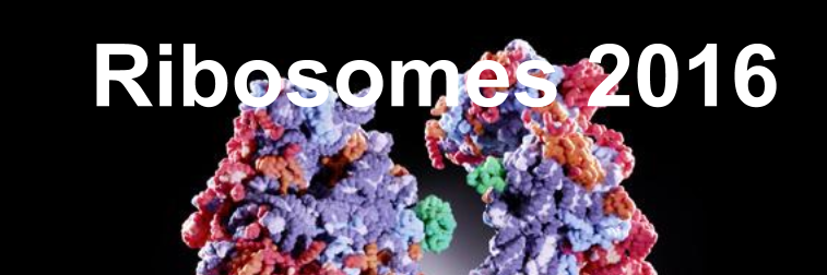 Ribosome_2016's profile banner image