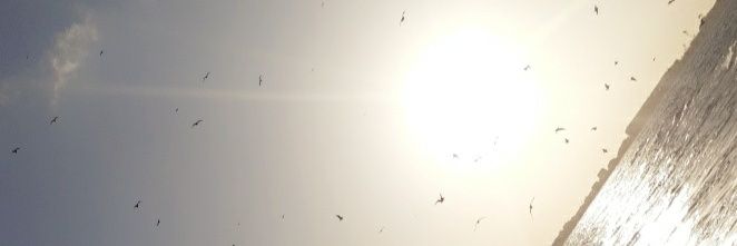 Lady_Manella's profile banner image