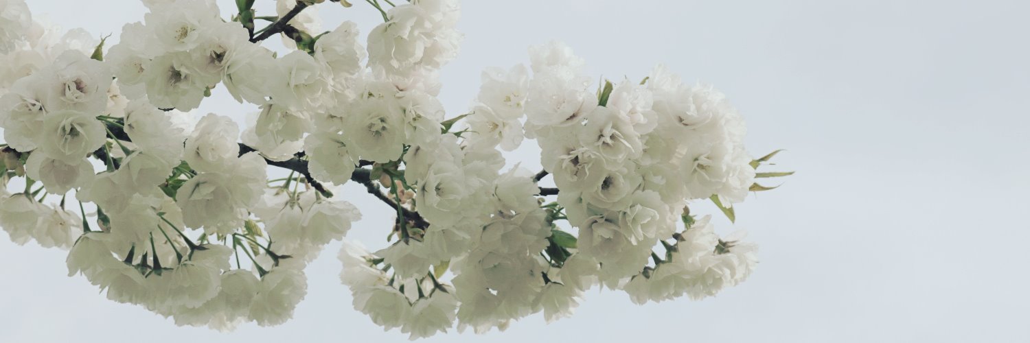 sofia___rey's profile banner image