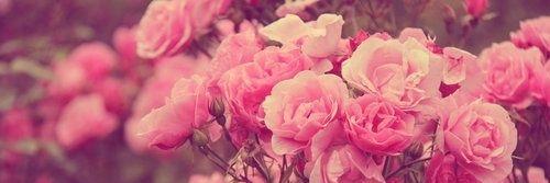 Marianny_Soler's profile banner image