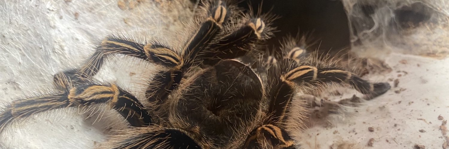 abigaildiamico's profile banner image