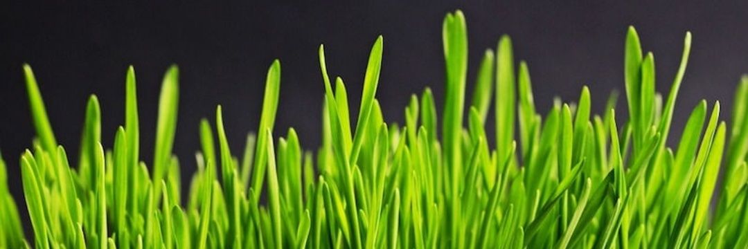 green0539217804's profile banner image