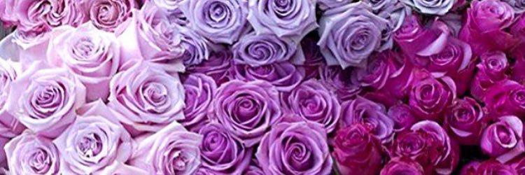 lievesascha's profile banner image
