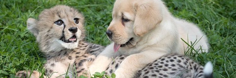 Shannonagons382's profile banner image