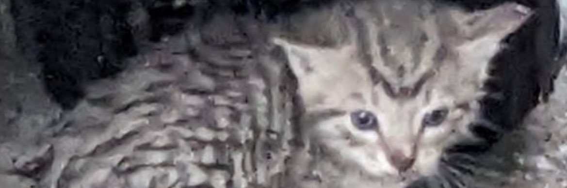 birdproblemz's profile banner image