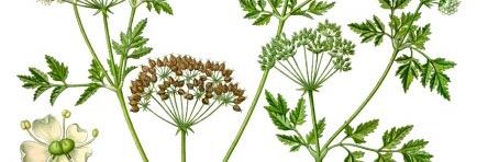 DauerHPM's profile banner image