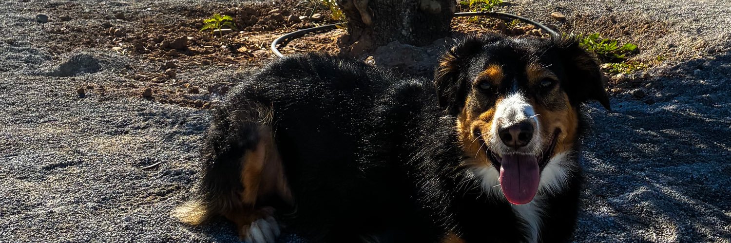dianasamicw's profile banner image