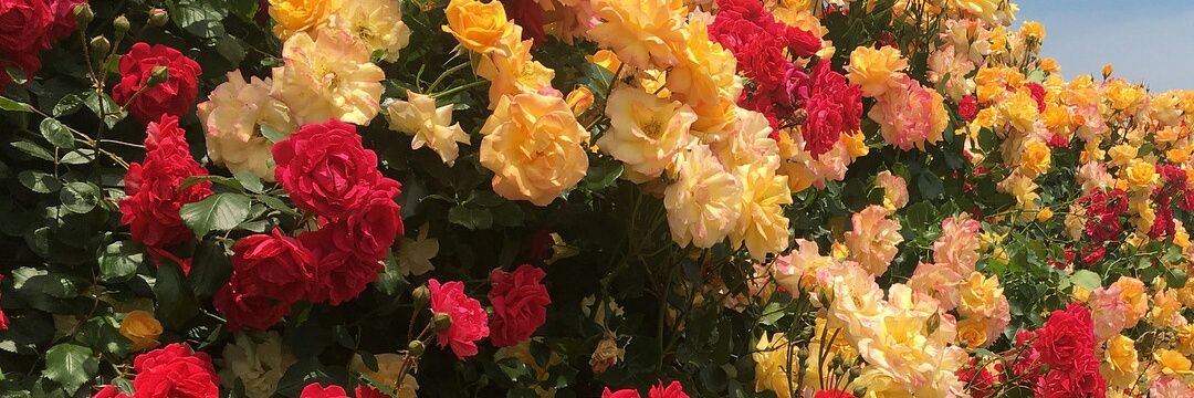 _yeahsir_'s profile banner image