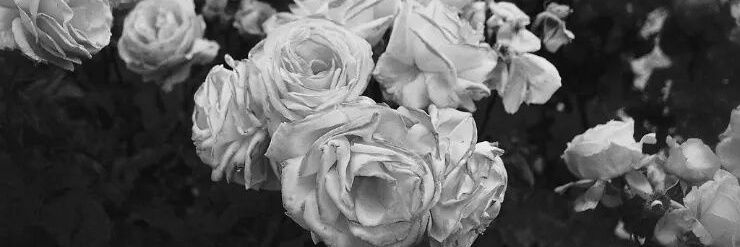 Maria_Jose_48's profile banner image