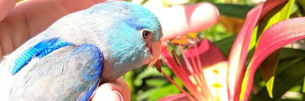 jsconstance Profile Banner