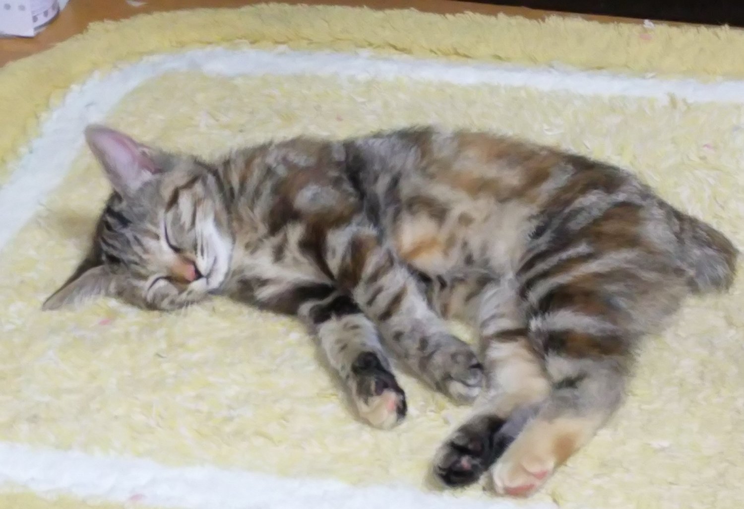 シルキー・フォン=マンハイム banner