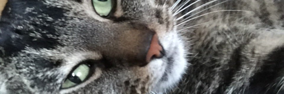 MrsSDyer1's profile banner image