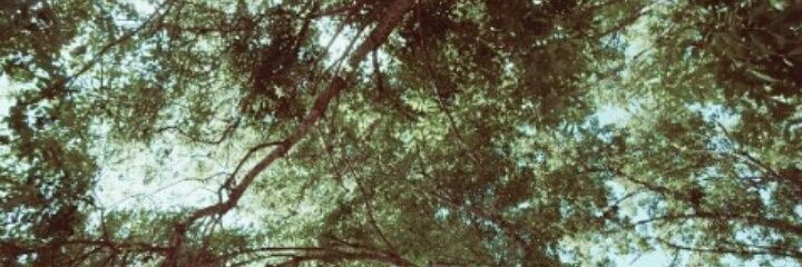 Dilellacoti's profile banner image