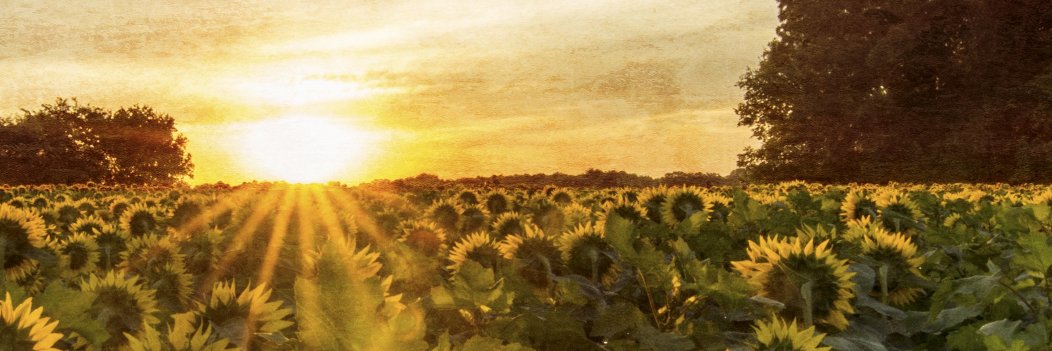 ChaoticMomShop's profile banner image