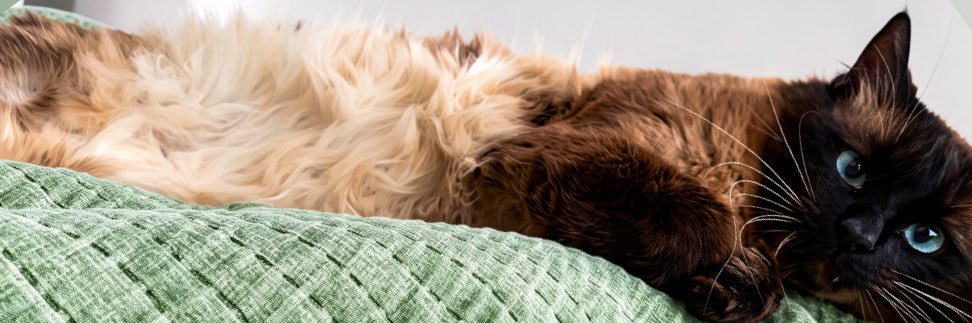 ... banner