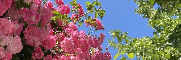 Nataly banner