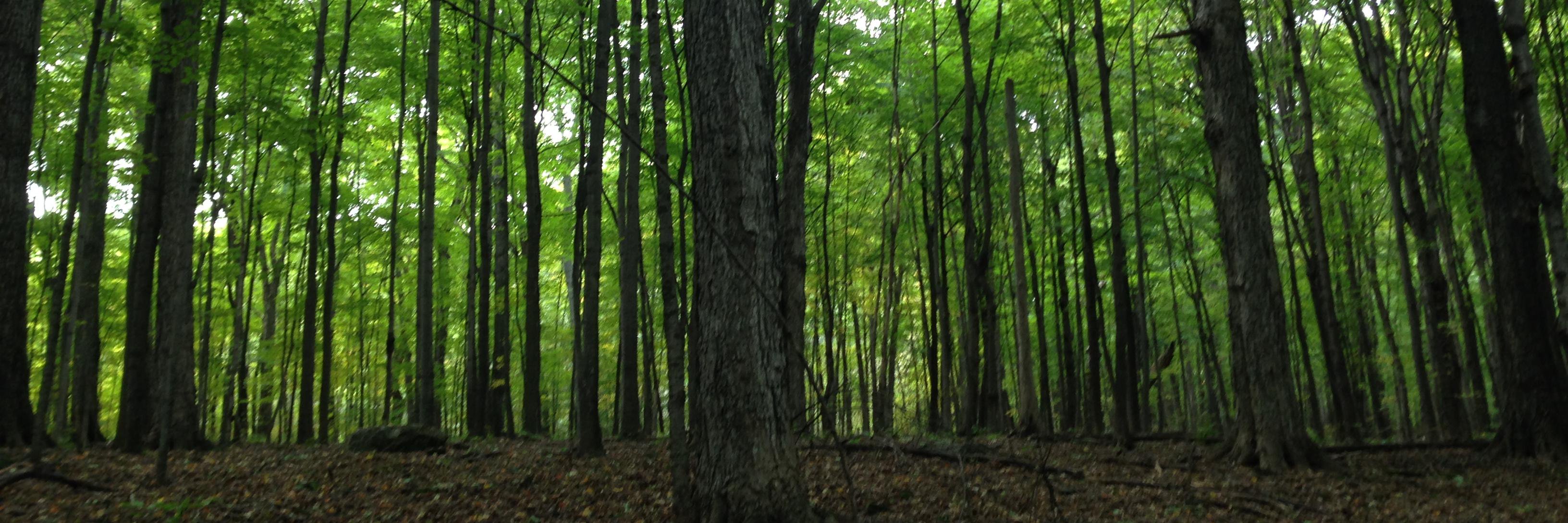 WildGingerAtMac's profile banner image