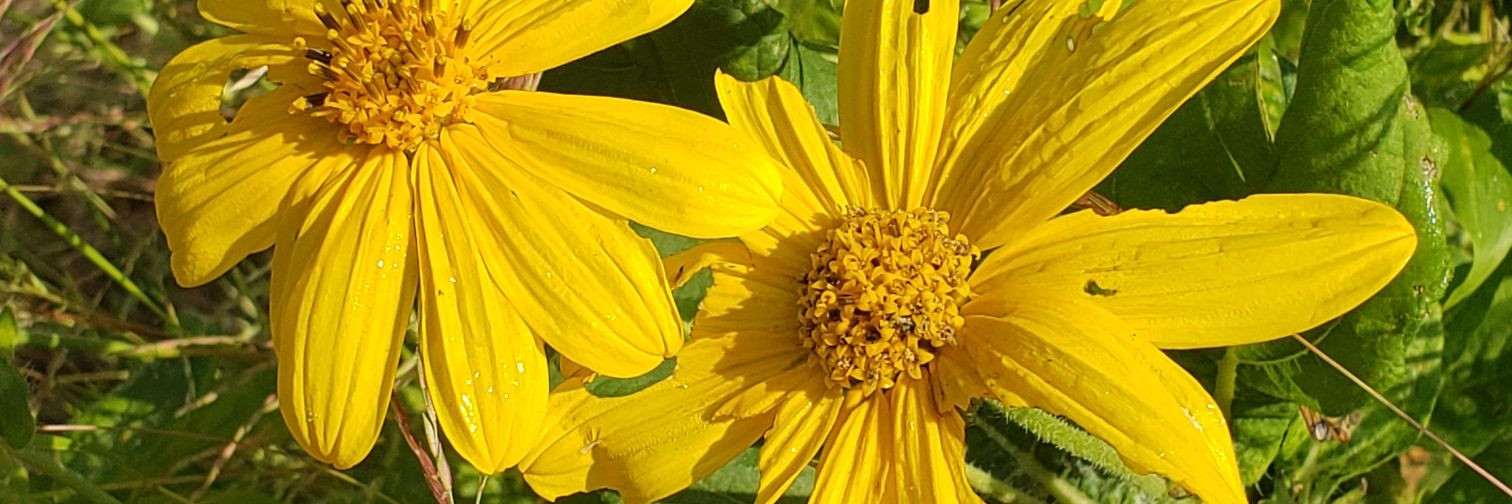 HeatherRangerMB's profile banner image