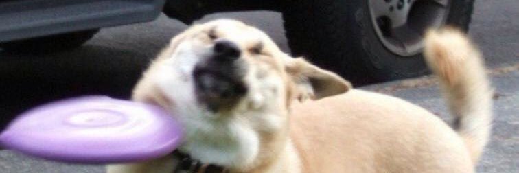 danagonia_'s profile banner image