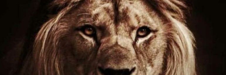 Teefishy's profile banner image