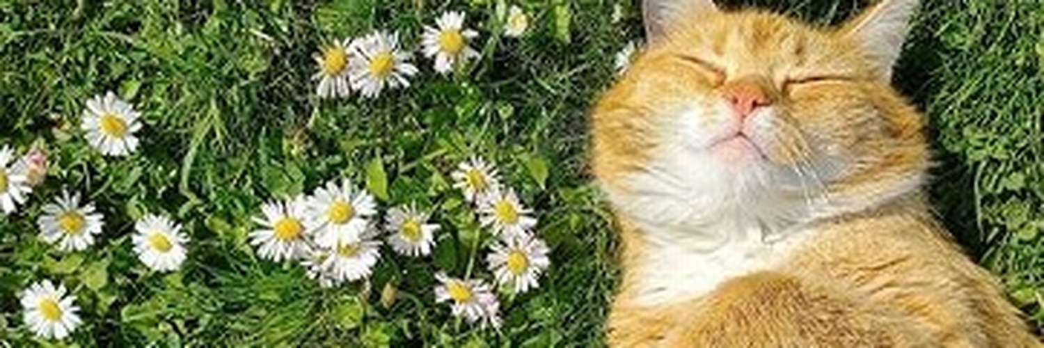wildbuds's profile banner image