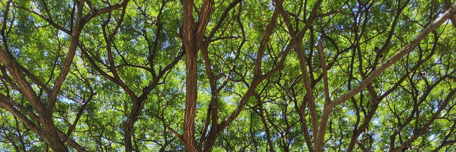 thebarcelloos's profile banner image