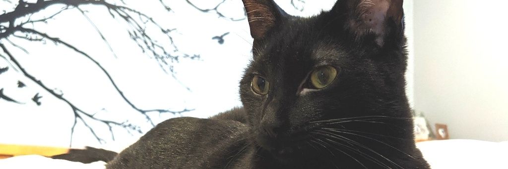 Flirty_Kitty's profile banner image