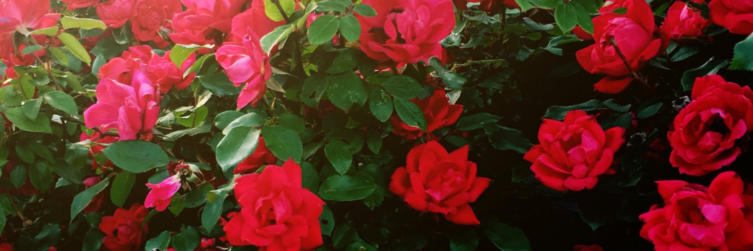 Mandy__Bryant's profile banner image