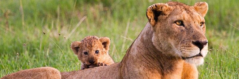 SafariInfinity's profile banner image
