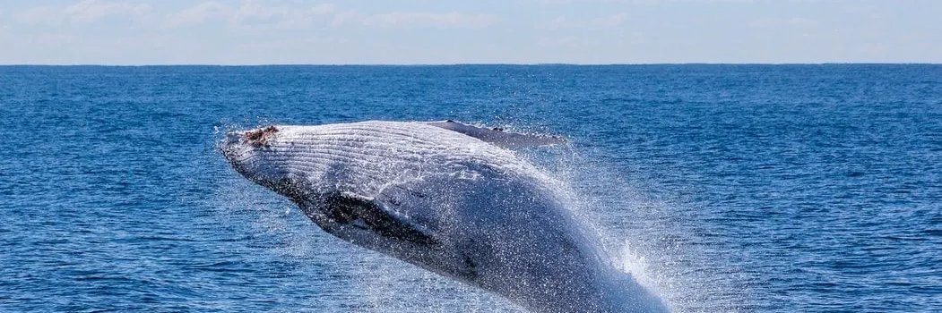 white____whale's profile banner image