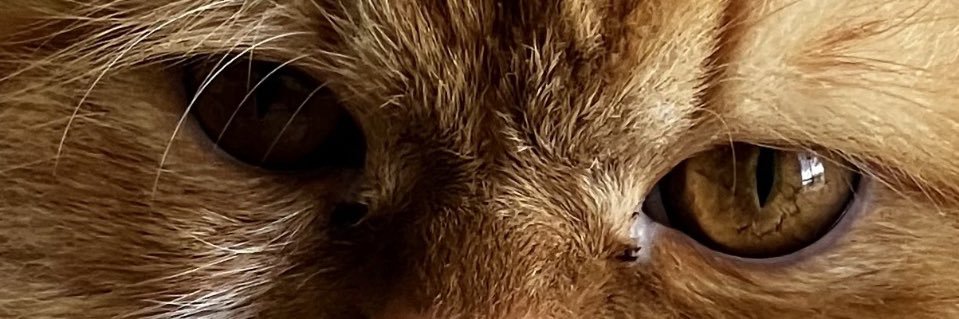 sheyladallmeier's profile banner image