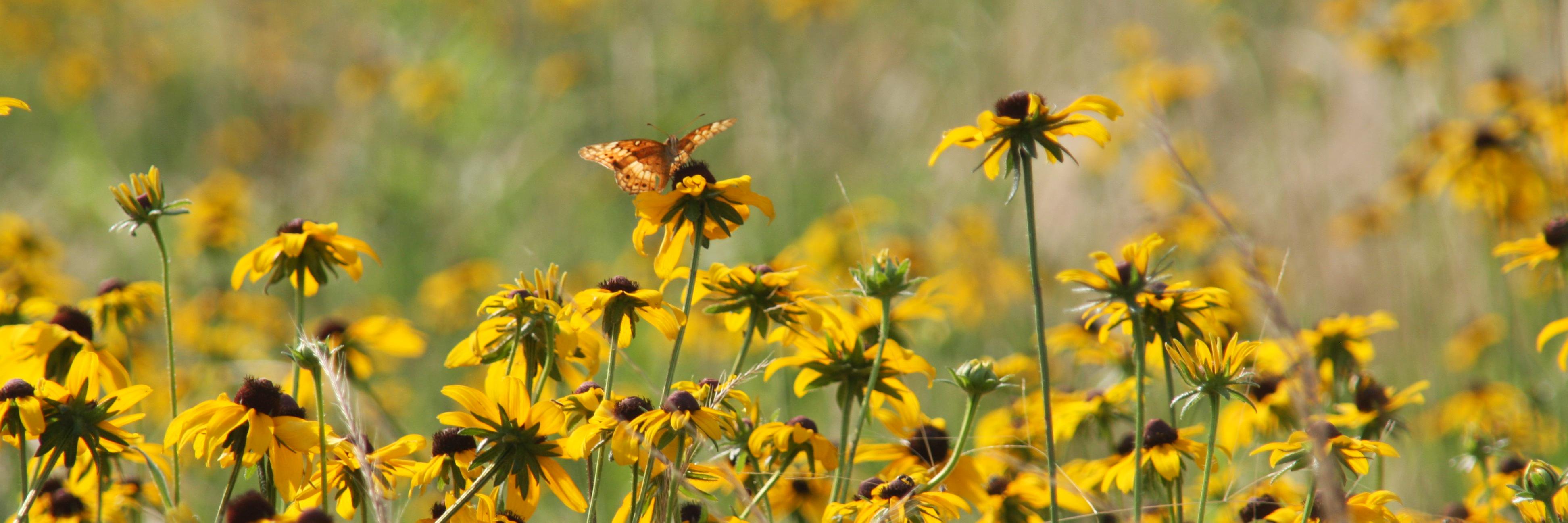 WildflowerTrailsOfMS banner