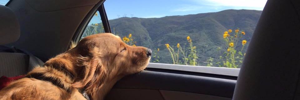 tragicbuttrying's profile banner image