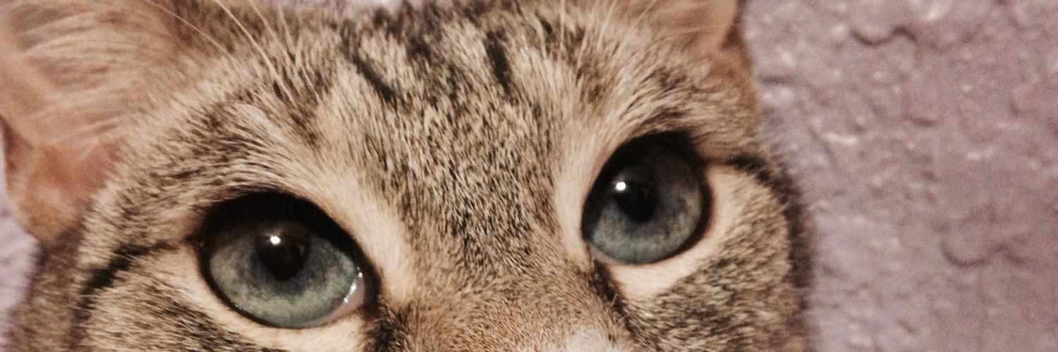 KittieSalt's profile banner image