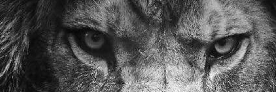 lrr1994's profile banner image