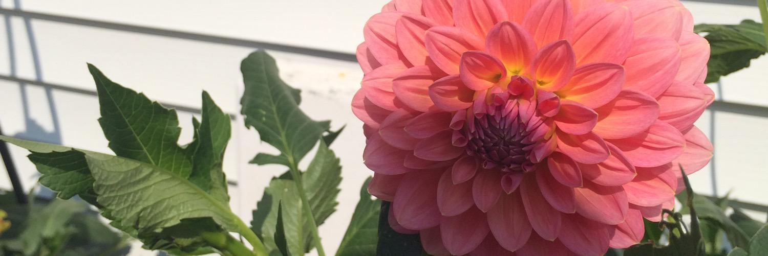 Birdy613's profile banner image