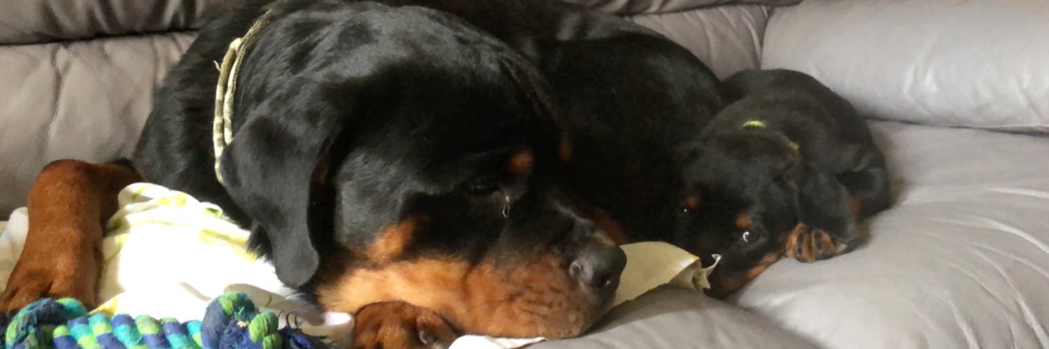 WillHammer09's profile banner image