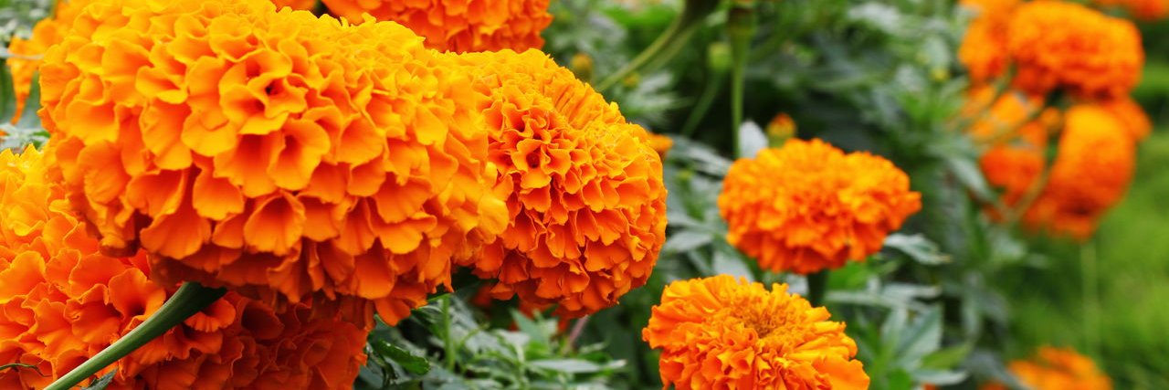 Merry Townsel banner