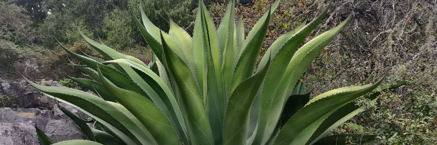 jpaullada's profile banner image