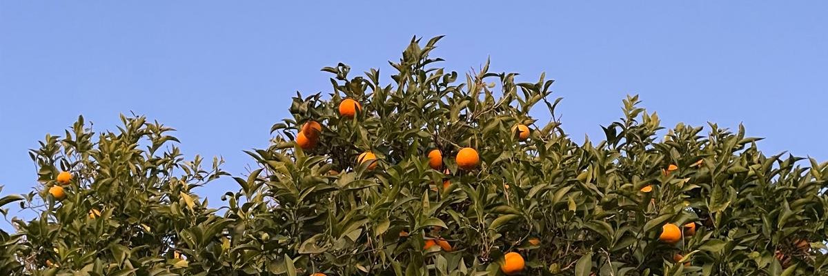 Faye Tonk ☀️ banner