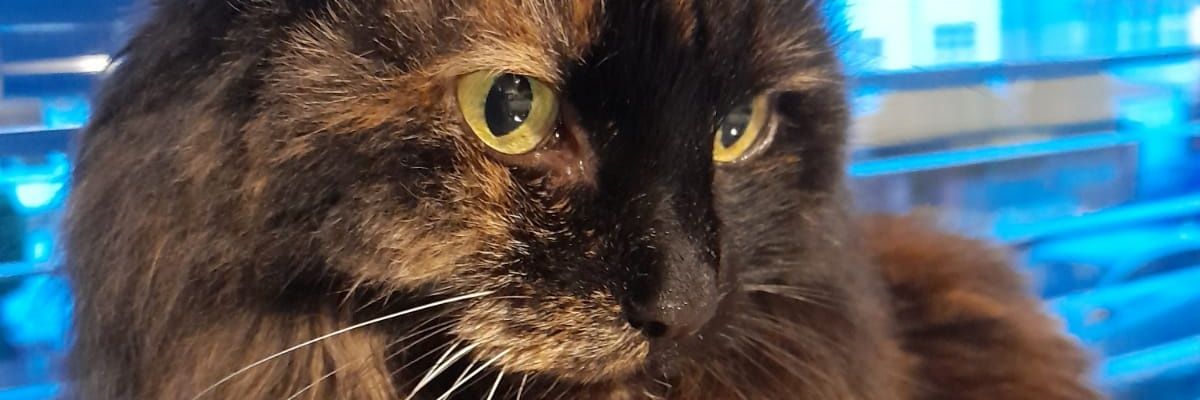 FlyingAunt's profile banner image